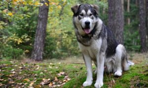 Surviving Against the Odds