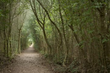Un paseo por el bosque en invierno