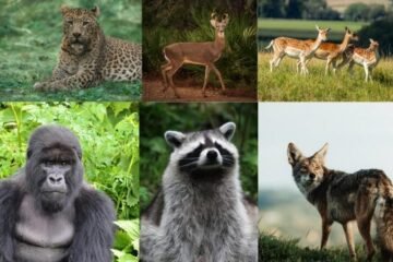 Fauna silvestre que puedes ver al hacer senderismo